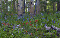 Wild flowers in Aspens  5473 74 75